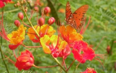 How to Start a Wildlife Garden