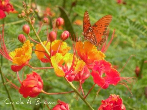 Combating Habitat Fragmentation with Garden Corridors