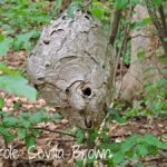 Bald-Faced Hornets in the Wildlife Garden