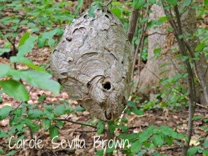 Bald-Faced Hornets in the Wildlife Garden