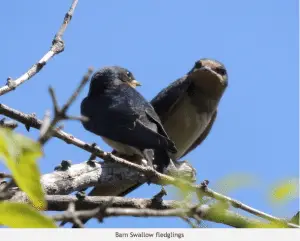 Wildlife of John Heinz NWR