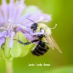 Bees Are Beautiful in the Wildlife Garden