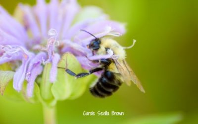 Bees Are Beautiful in the Wildlife Garden