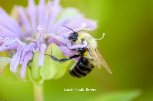 Bees Are Beautiful in the Wildlife Garden