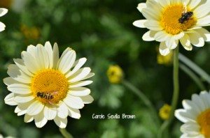 How to Attract More Pollinators