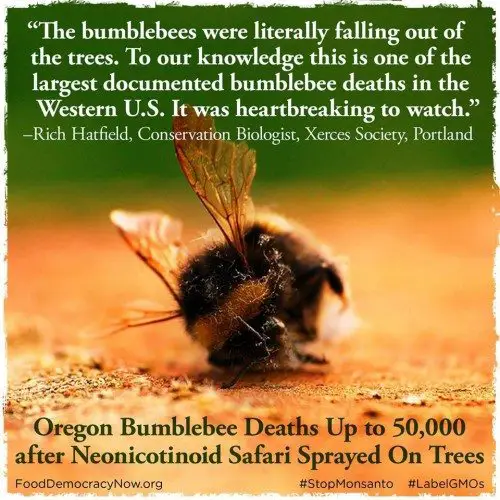 Murder of the Bumble Bees