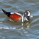 Birding Barnegat Light