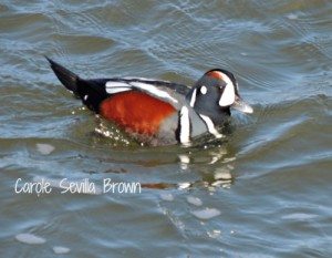 Birding Barnegat Light