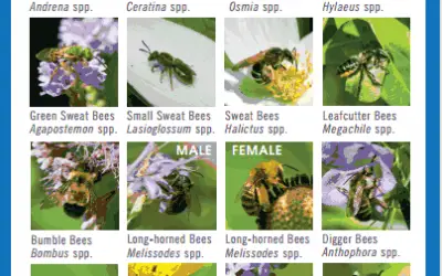 Why Bugs? With Heather Holm