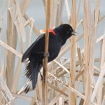 Winter Ducks and Early Spring Migrant Birds