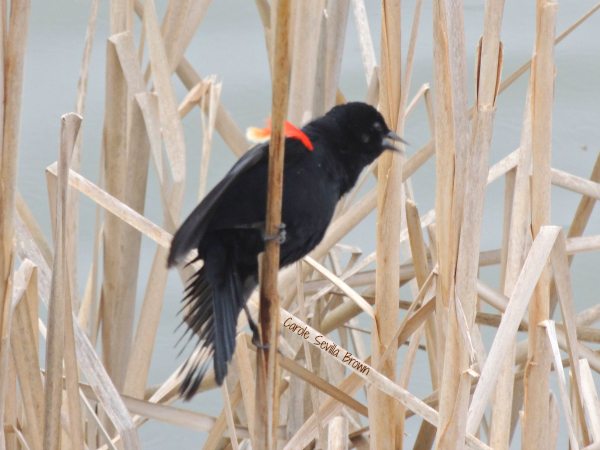 Winter Ducks and Early Spring Migrant Birds