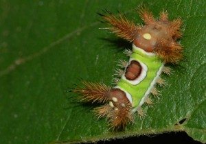 Amazing Critters in the Wildlife Garden