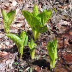 Walk in Wissahickon Woods