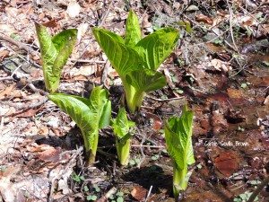 Walk in Wissahickon Woods