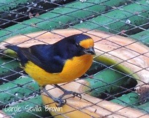 Asa Wright Nature Center Birds