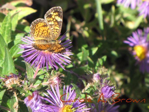 Is Ecosystem Gardening Too Hard to Learn?