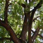 What to Plant Under Black Walnut Trees