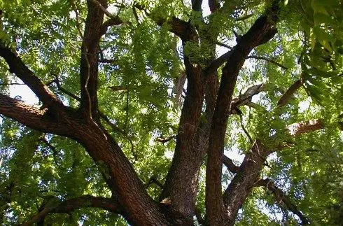 What to Plant Under Black Walnut Trees